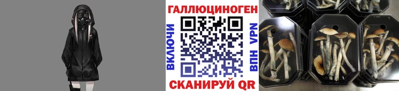 Галлюциногенные грибы мицелий  закладка  Петрозаводск 